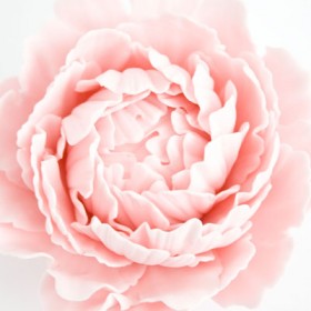 How to make a gum paste peony (part 2)